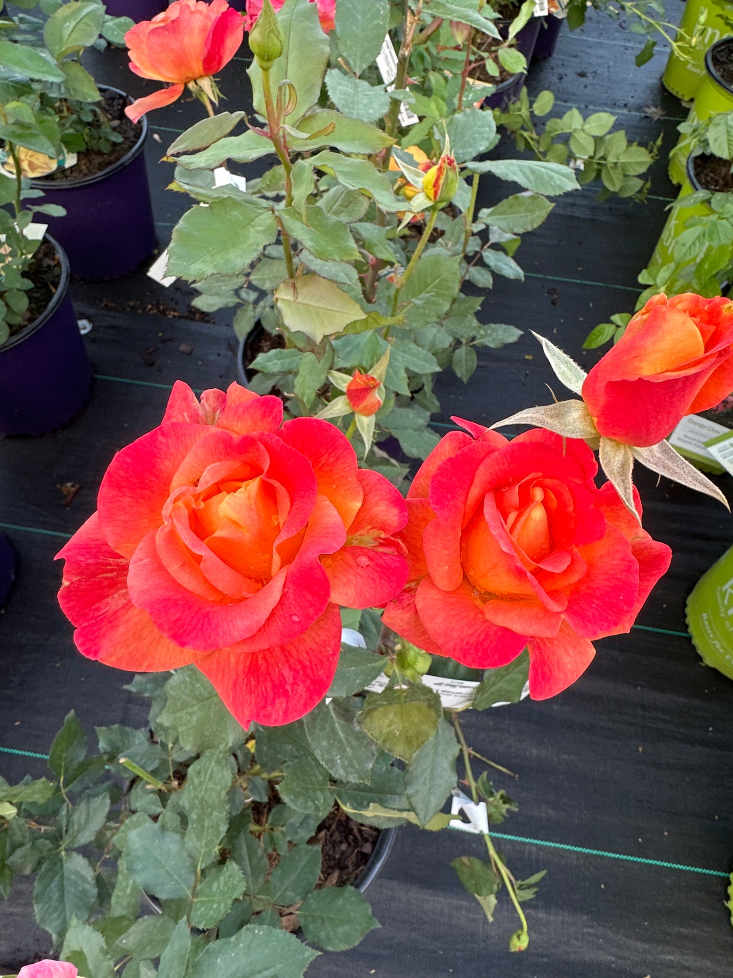 ROSE Rio Samba