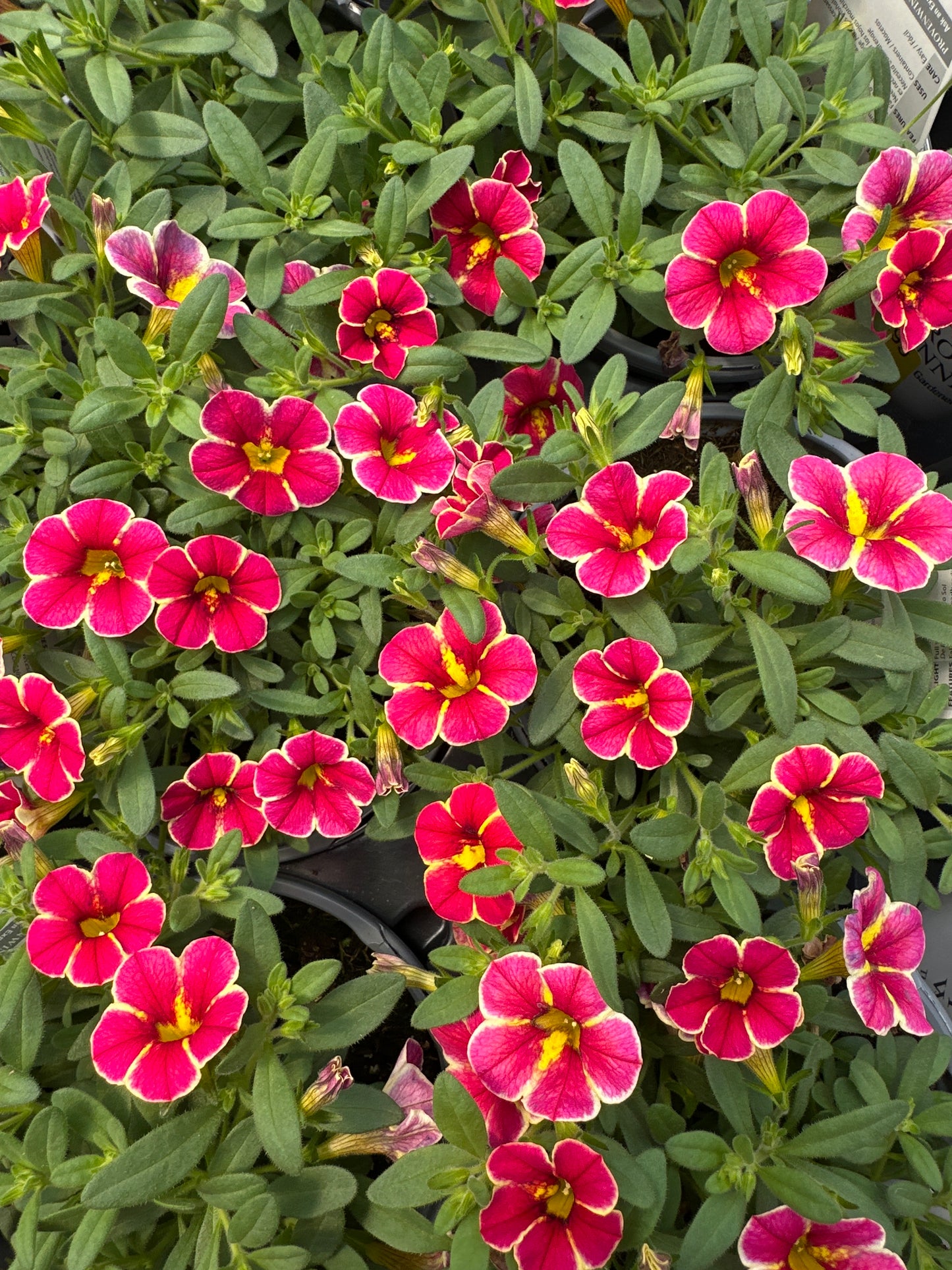 CALIBRACHOA SUPERBELLS CARDINAL STAR - QUART POT