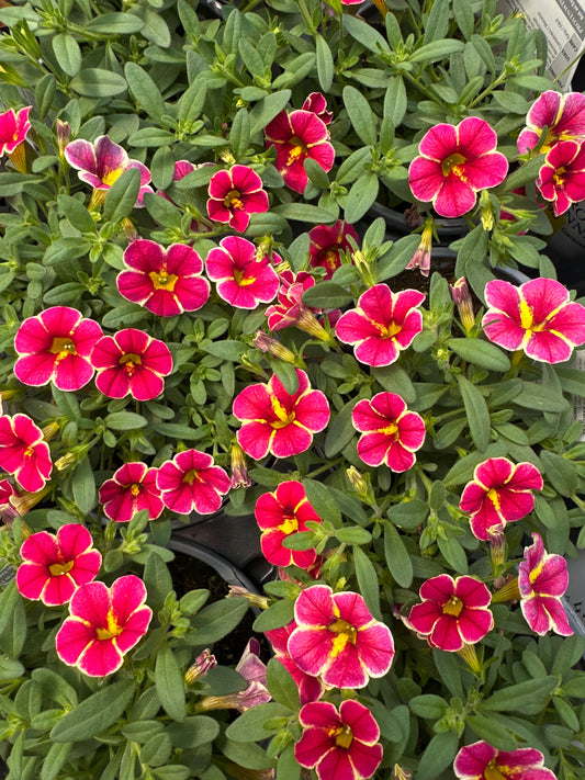 CALIBRACHOA SUPERBELLS CARDINAL STAR - QUART POT