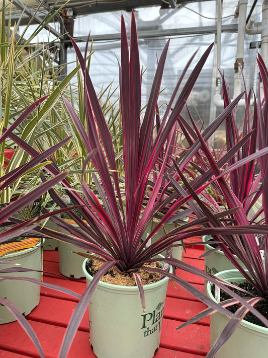 CORDYLINE 'PASO DOBLE'