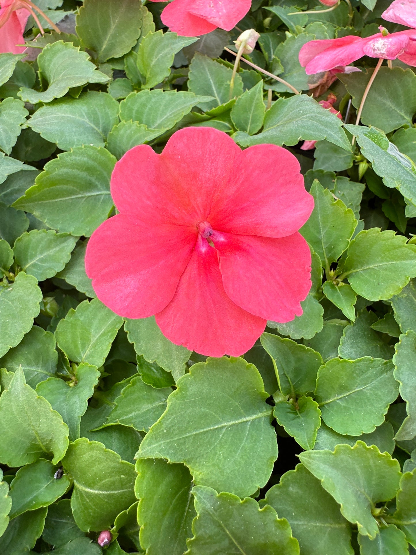 IMPATIENS BEACON CORAL - FLAT OF 32 PLANTS