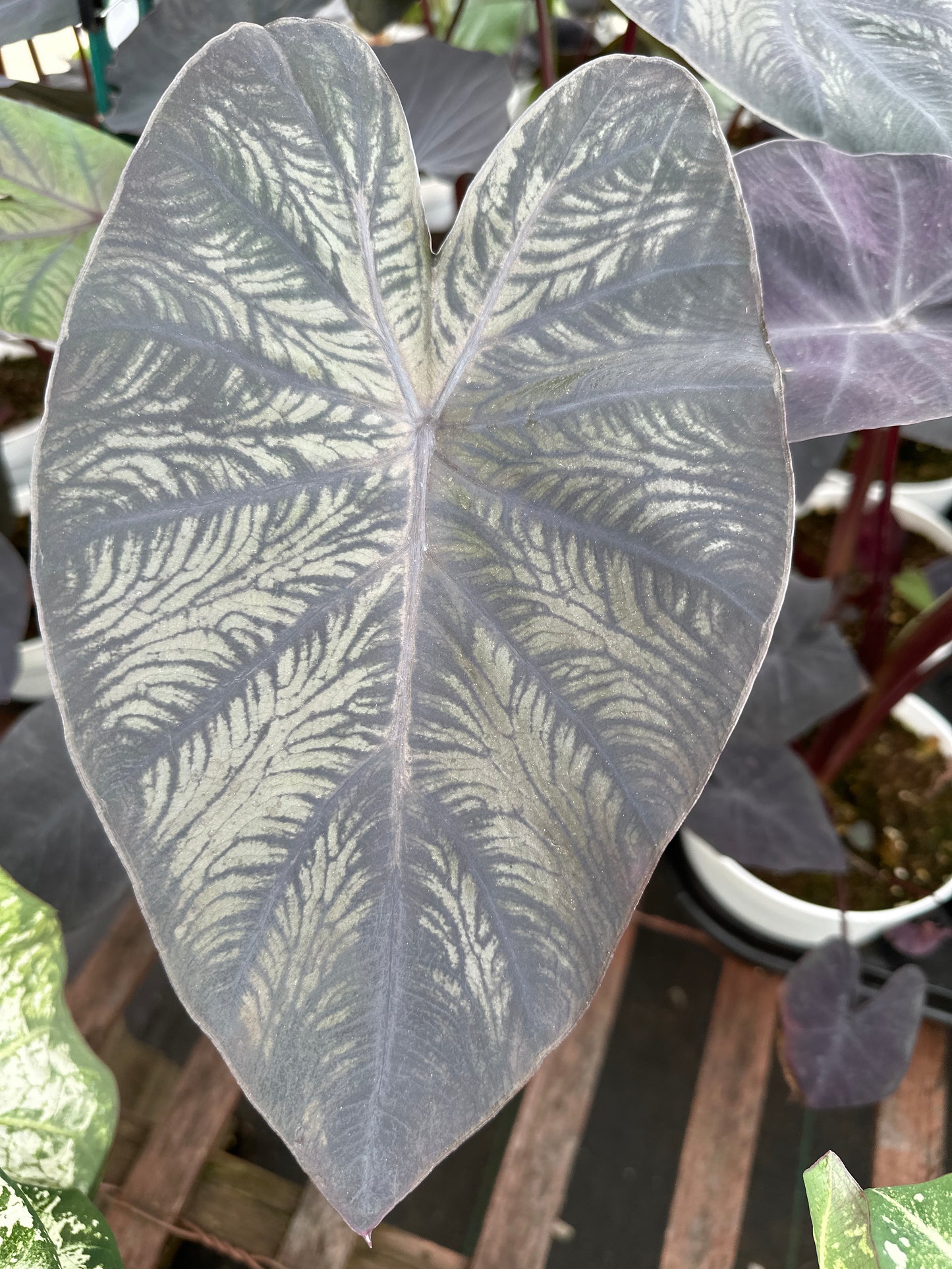 COLOCASIA DIAMOND HEAD - 6" POT