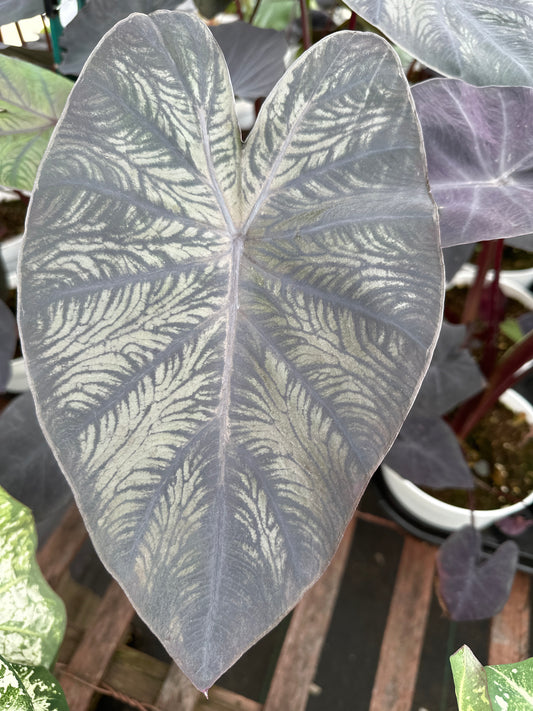 COLOCASIA DIAMOND HEAD - 6" POT