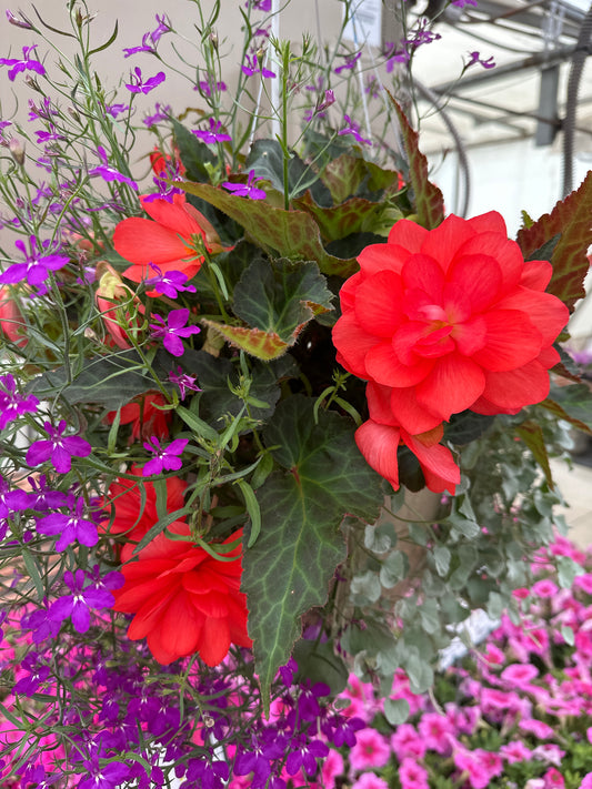 BASKET #3 - 12" HANGING BASKET