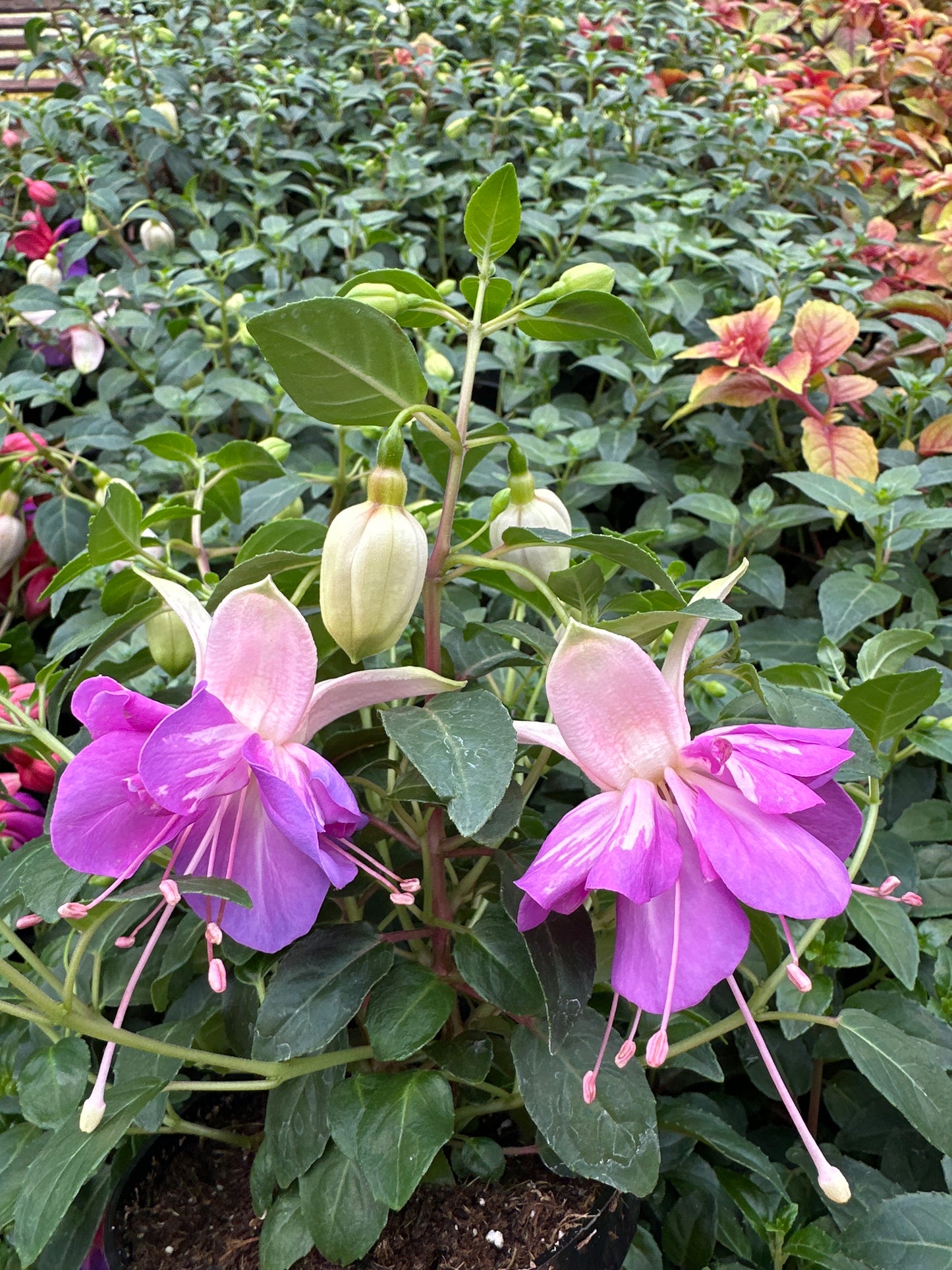 FUCHSIA ARETES RIO GRANDE - 4" POT