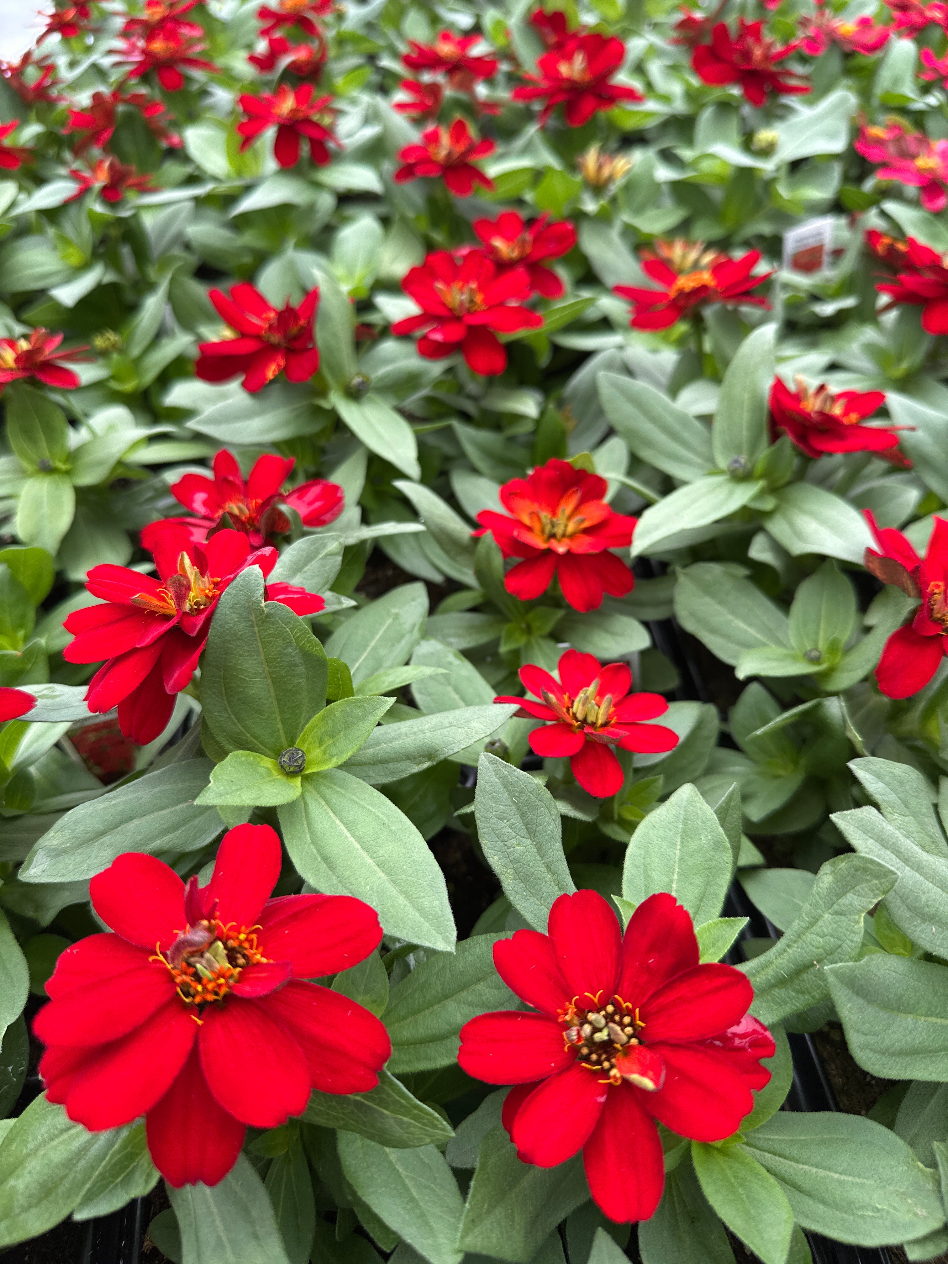 5086 kivi レッド　クリア　2個セット　 ZINNIA PROFUSION DOUBLE RED - JUMBO 6 PACK – Deneweth's Garden Center