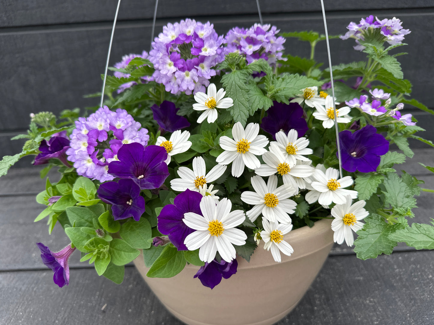 COMBO ROYAL SPARK - 12" HANGING BASKET