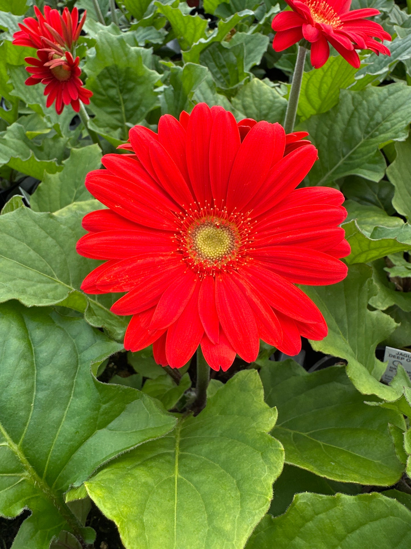 GERBERA JAGUAR DEEP ORANGE - 4'' POT
