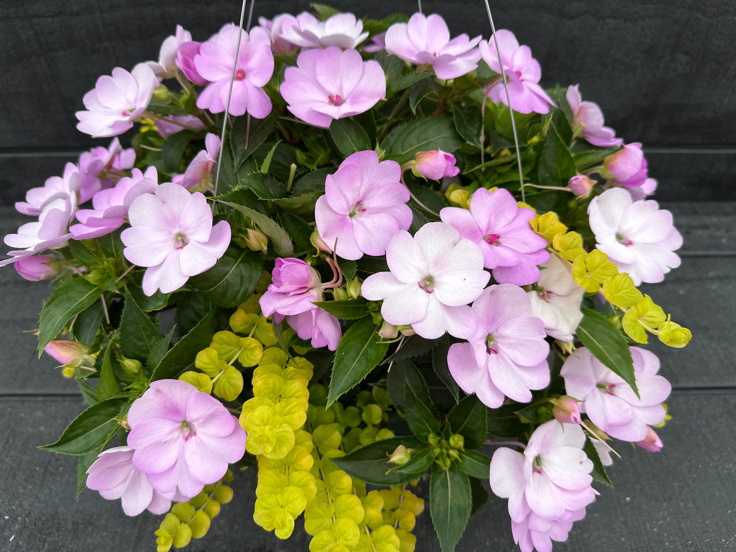 BASKET #43 - 12'' HANGING BASKET
