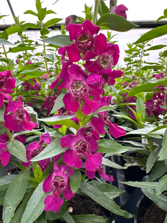 ANGELONIA ARCHANGEL FUCHSIA - 4" Pot