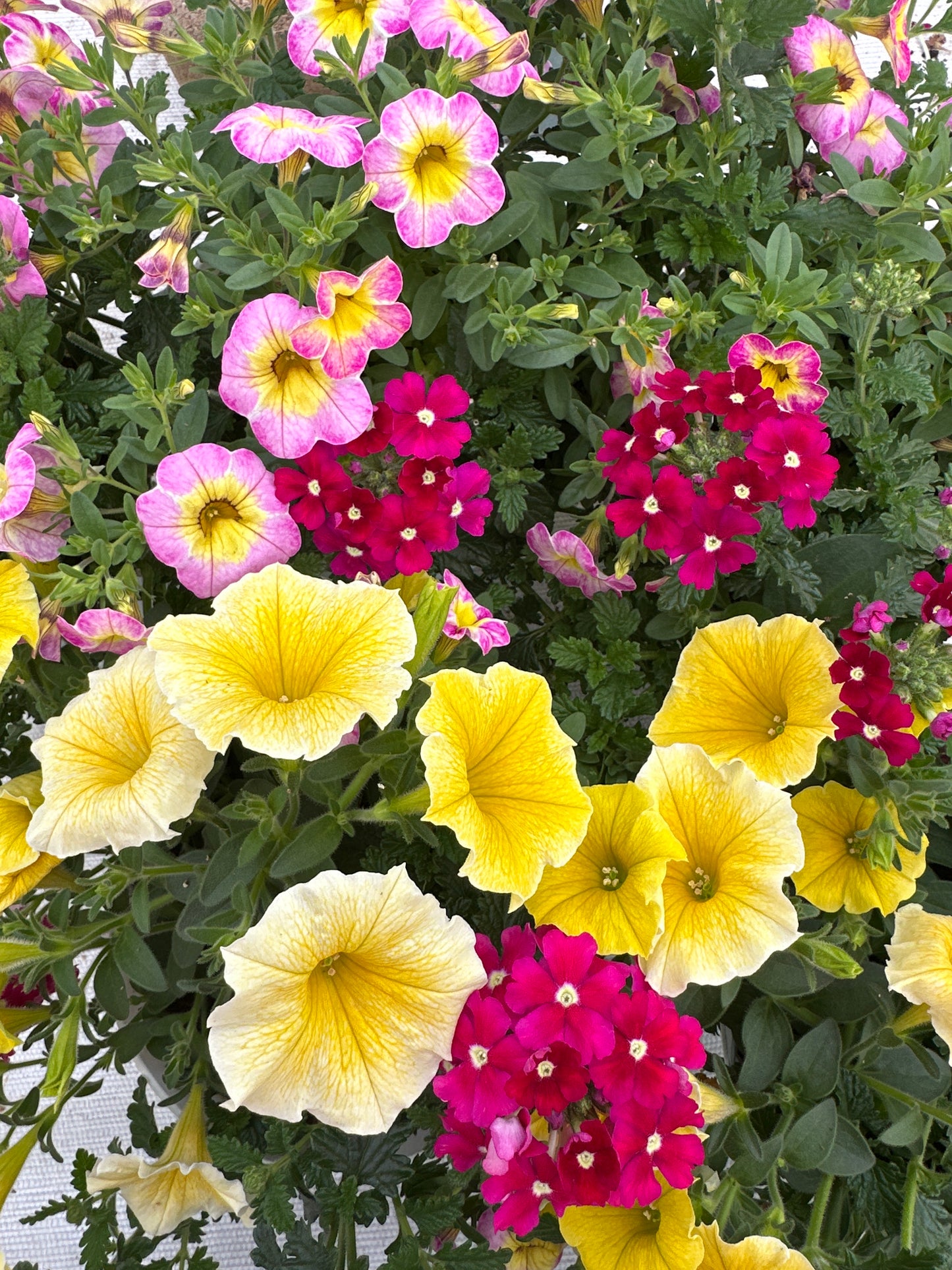 COMBO GREAT ESCAPE - 6" POT