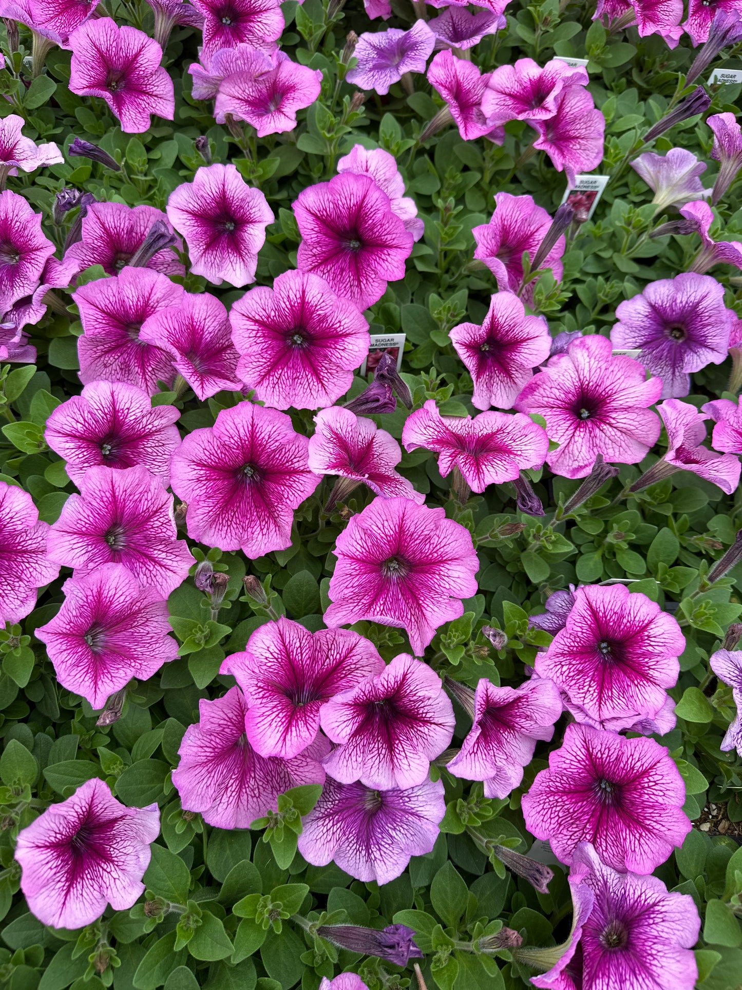 PETUNIA MADNESS SUGAR - FLAT OF 48 PLANTS