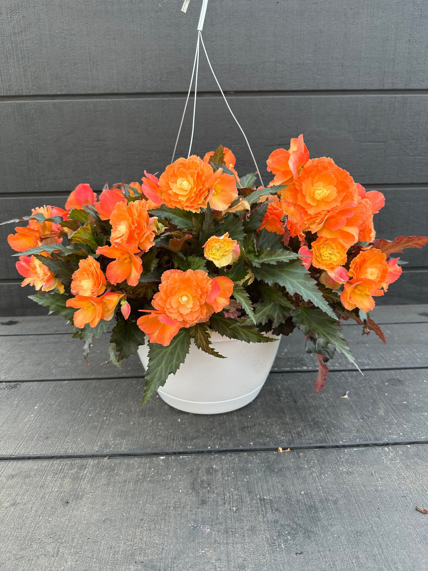 BEGONIA ICONIA PORTOFINO SUNRISE - 10'' HANGING BASKET