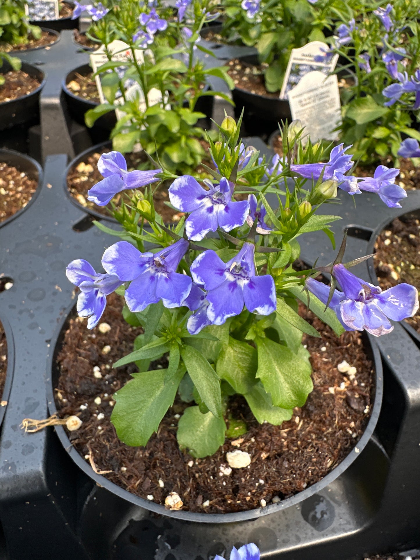 LOBELIA MAGADI COMPACT BLUE BAY - 4'' POT