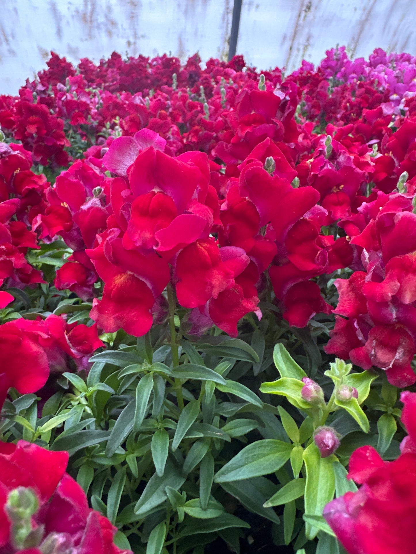 SNAPDRAGON SNAPSHOT RED - FLAT OF 48 PLANTS