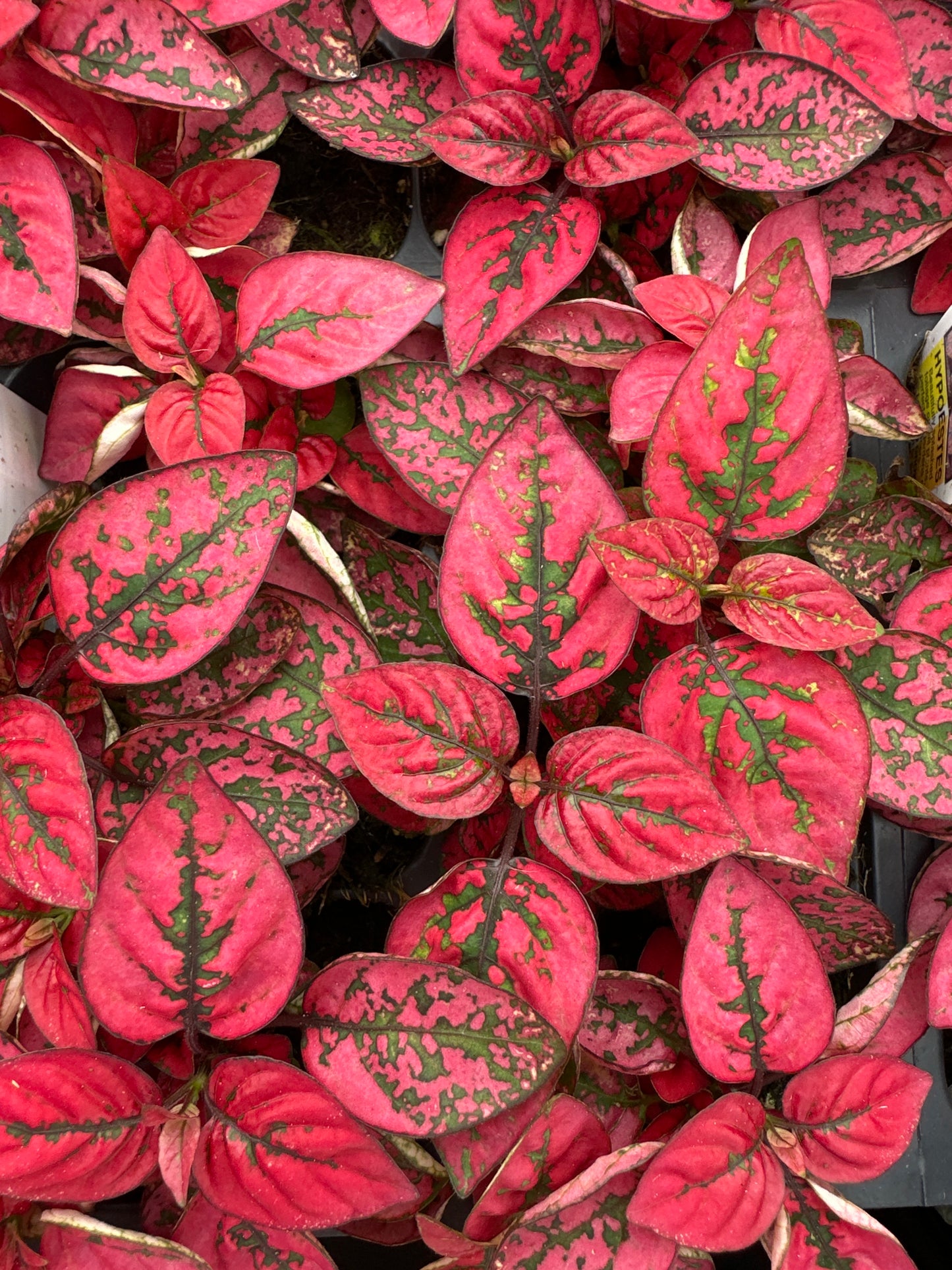 HYPOESTES SPLASH SELECT RED - FLAT OF 48 PLANTS