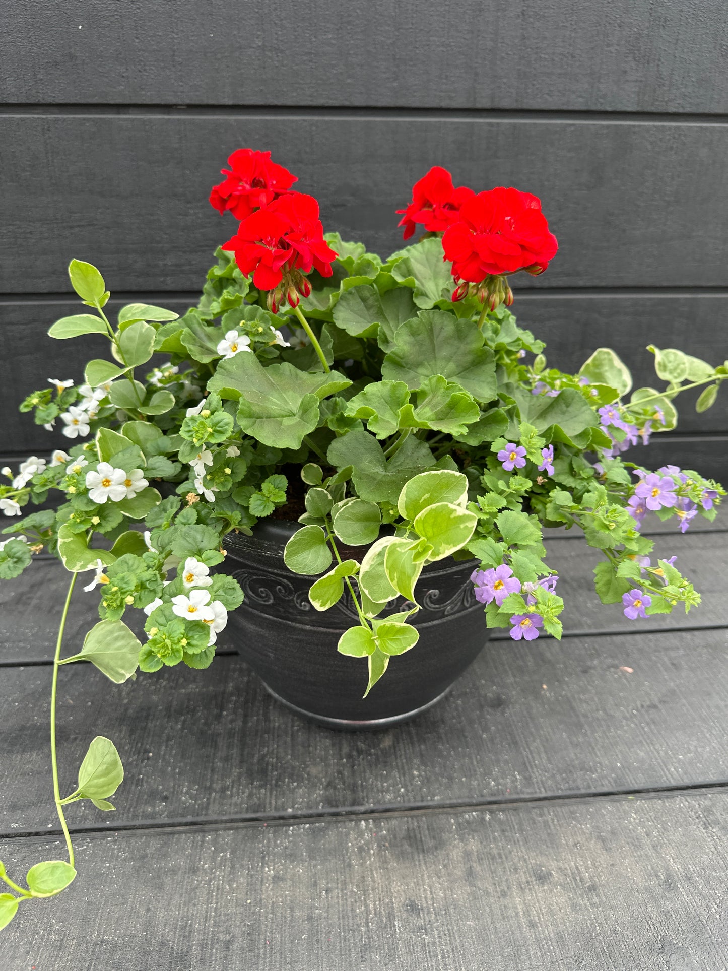 COMBO #7 - 12'' POT