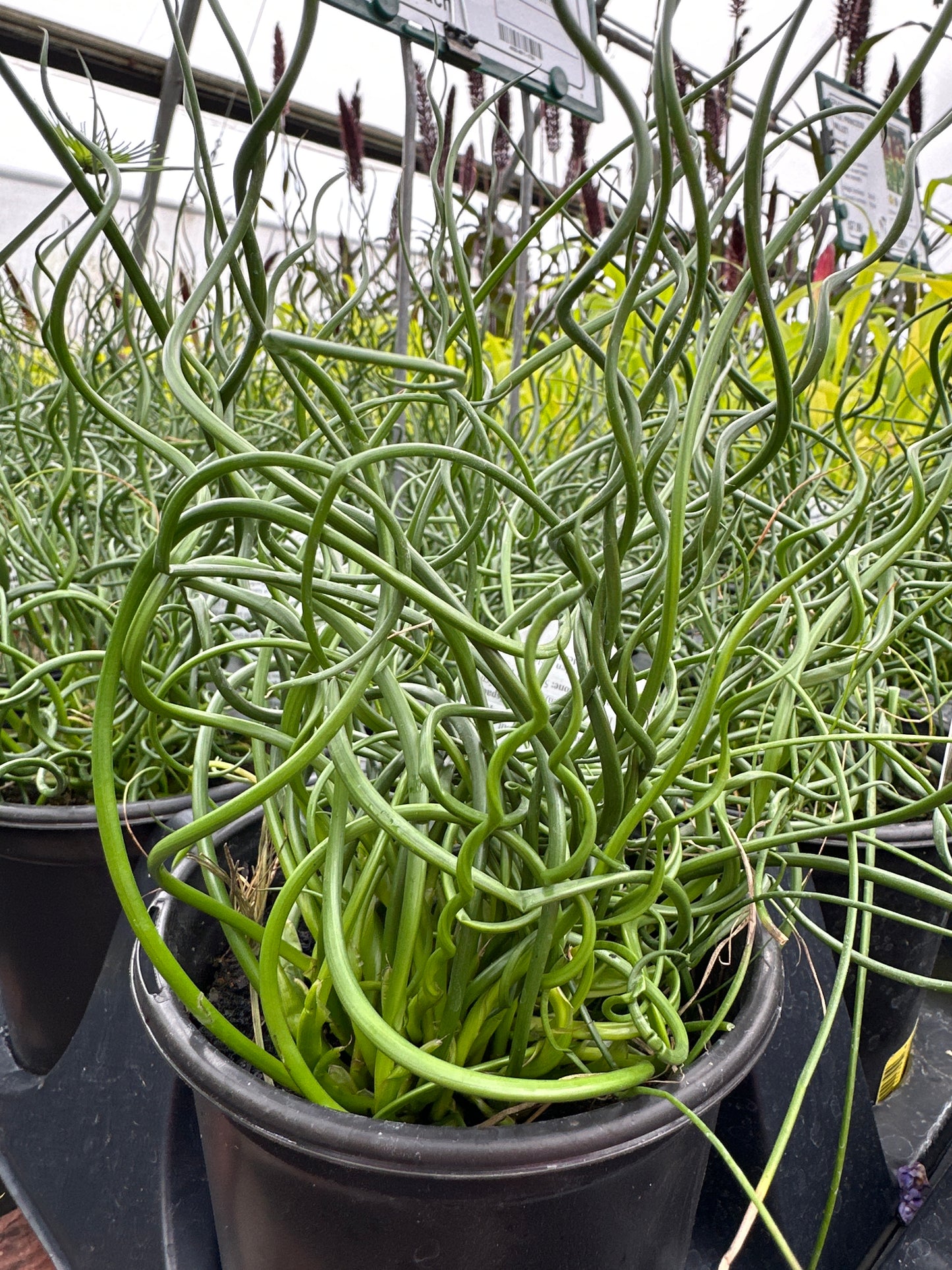 GRASS JUNCUS EFFUSUS TWISTER - QUART POT