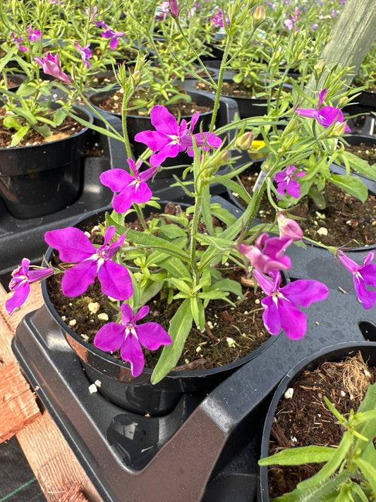 LOBELIA MAGADI BASKET DARK PURPLE - 4'' POT