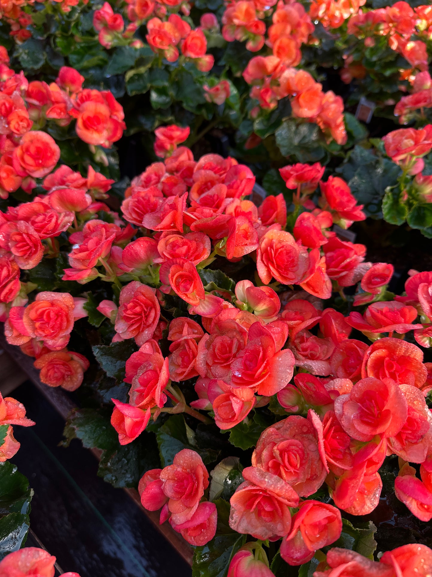 BEGONIA REIGER DARK BRITT - 4" POT