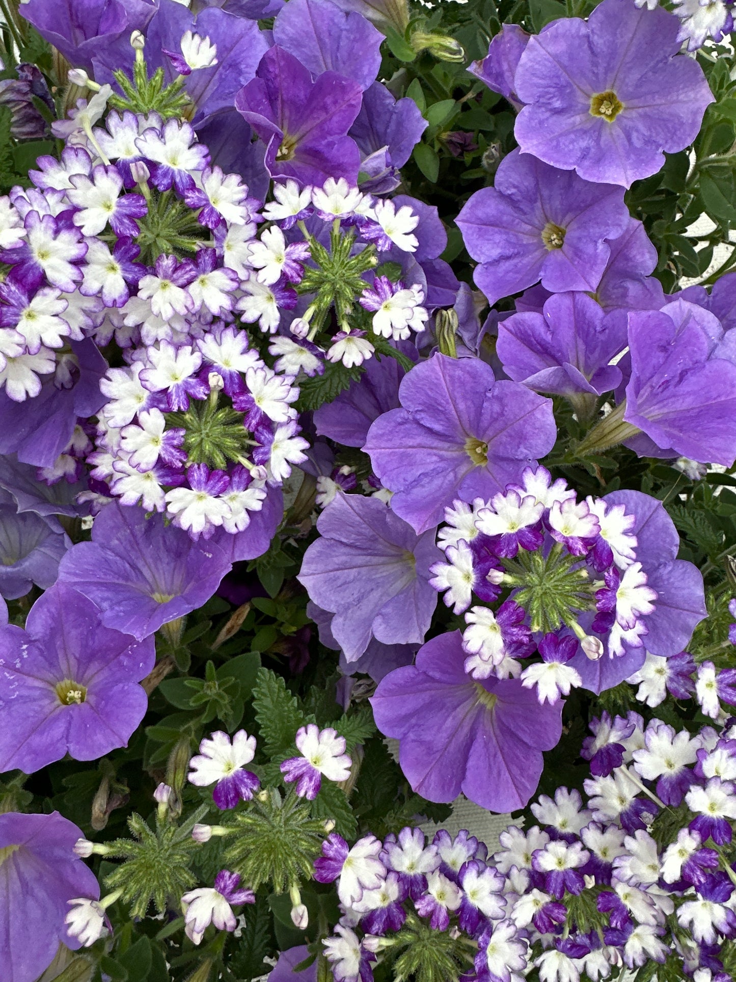 COMBO SHOCKING BLUE - 6" POT