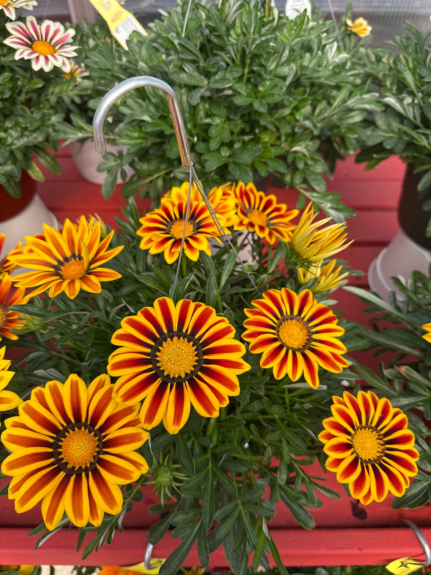 GAZANIA BIG KISS YELLOW FLAME - 8" HANGING BASKET