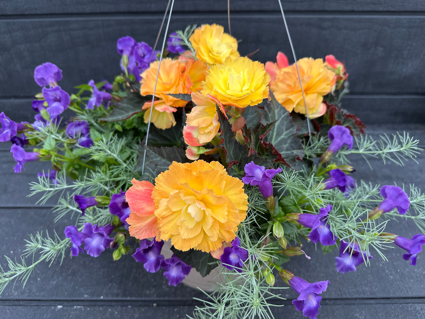 BASKET #6 - 12" HANGING BASKET