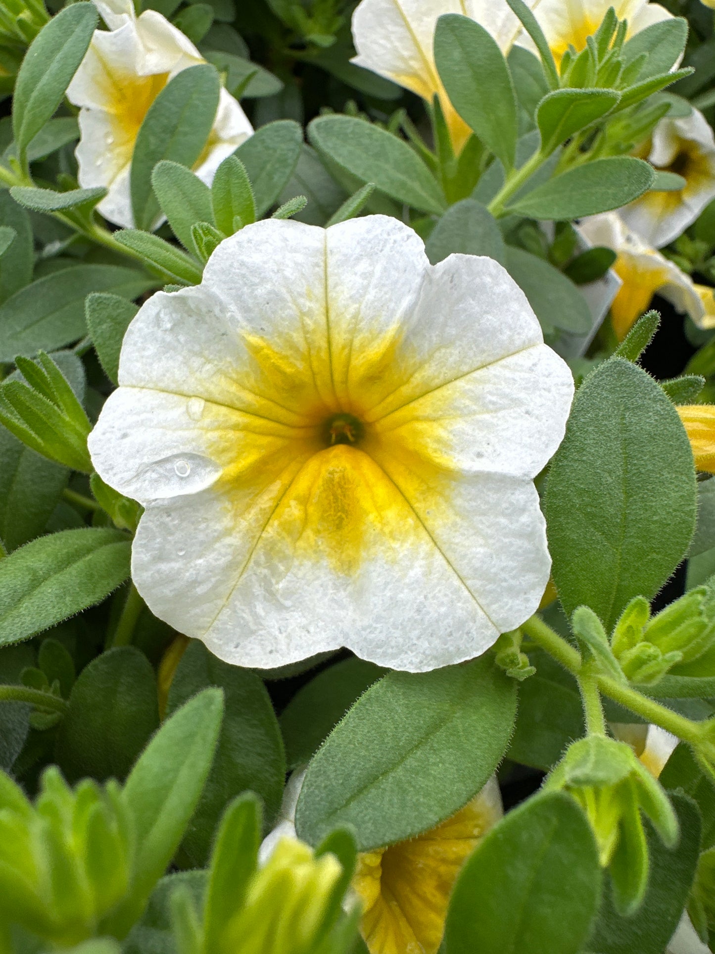 CALIBRACHOA MINIFAMOUS UNO WHITE GOLD - 4" POT