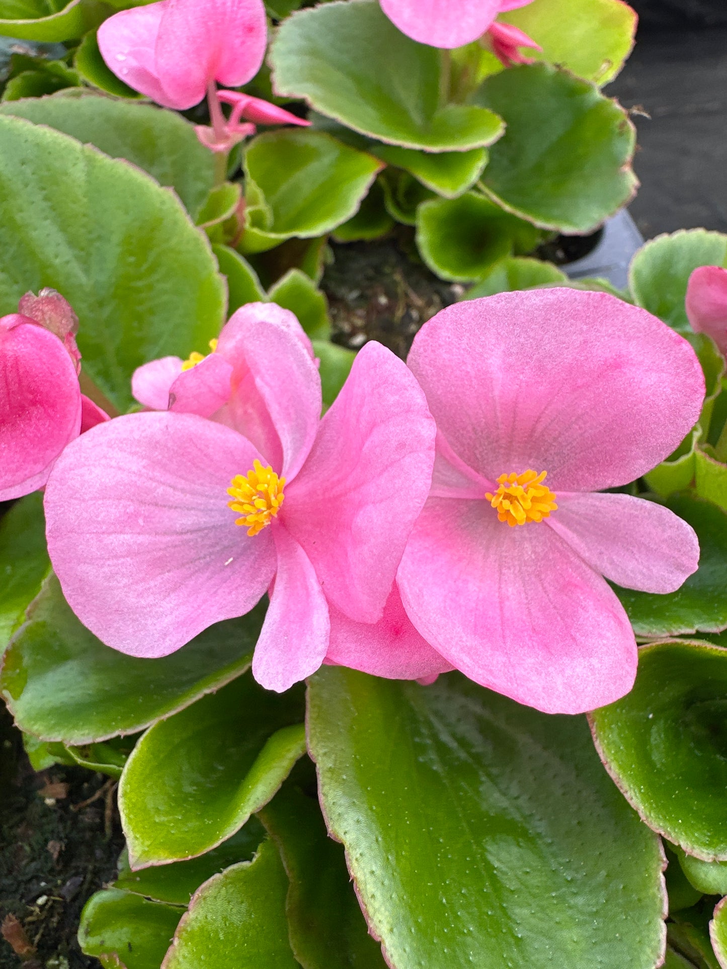 BEGONIA BADA BING PINK - FLAT OF 48 PLANTS