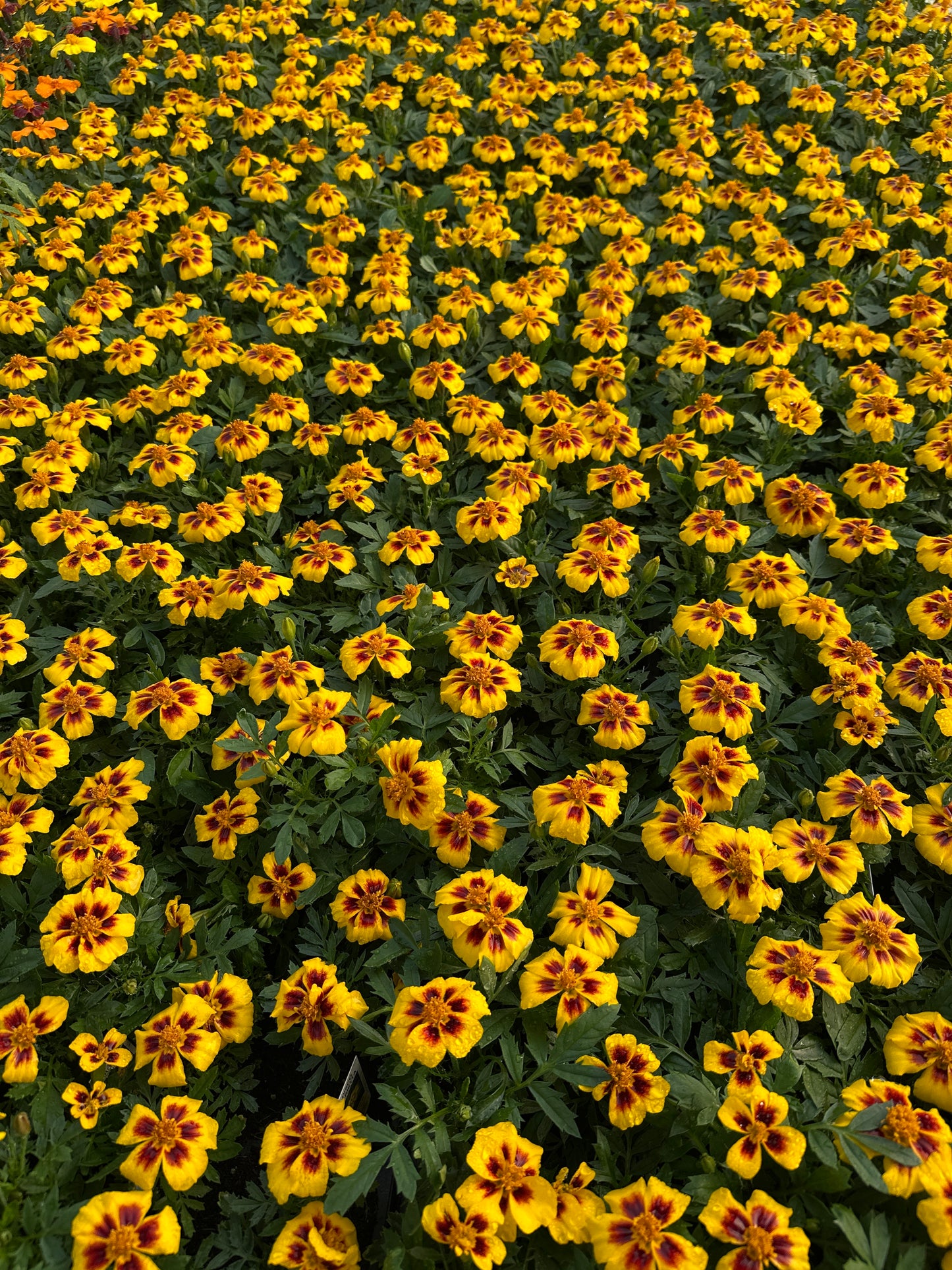 MARIGOLD DISCO MARIETTA - FLAT OF 48 PLANTS