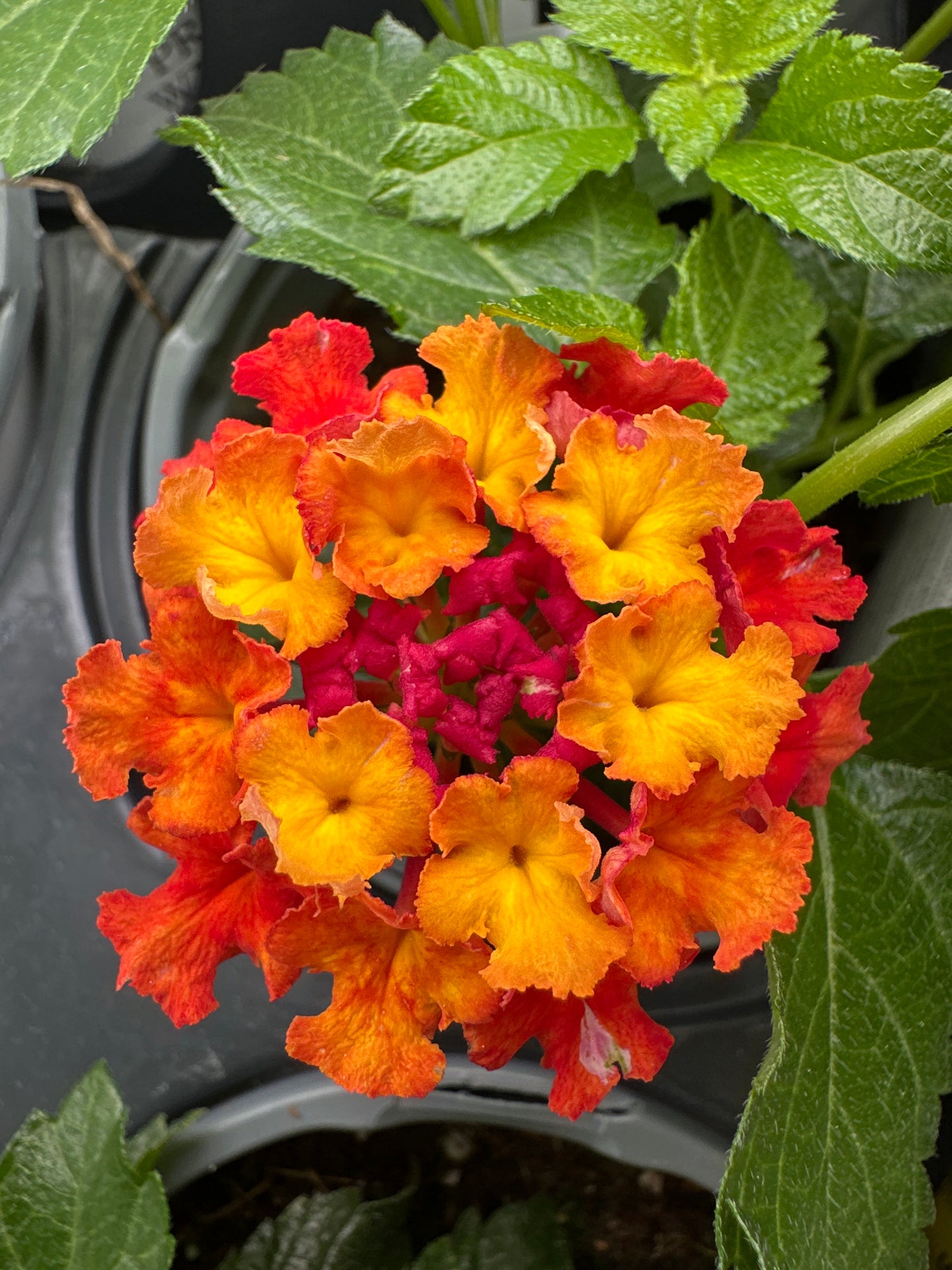 LANTANA LUSCIOUS ROYALE RED ZONE - QUART POT