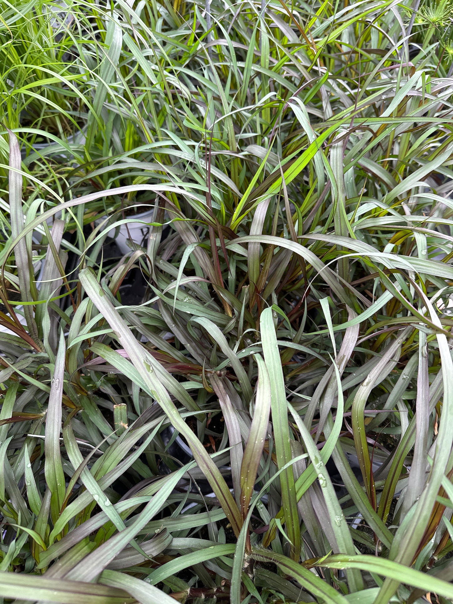 GRASS PENNISETUM VERTIGO - 6" POT