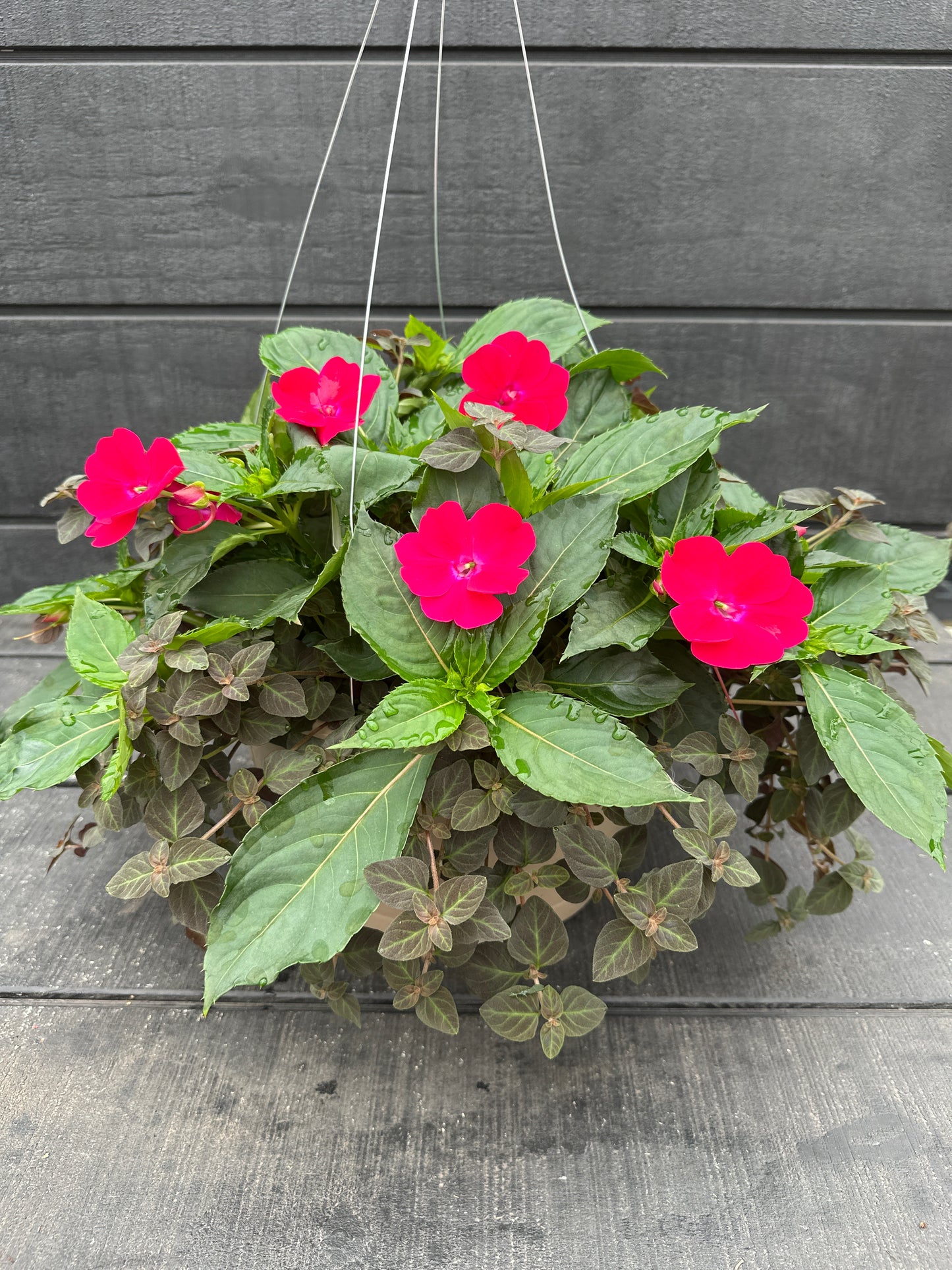 BASKET #38 - 12'' HANGING BASKET