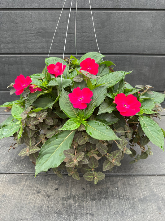 BASKET #38 - 12'' HANGING BASKET