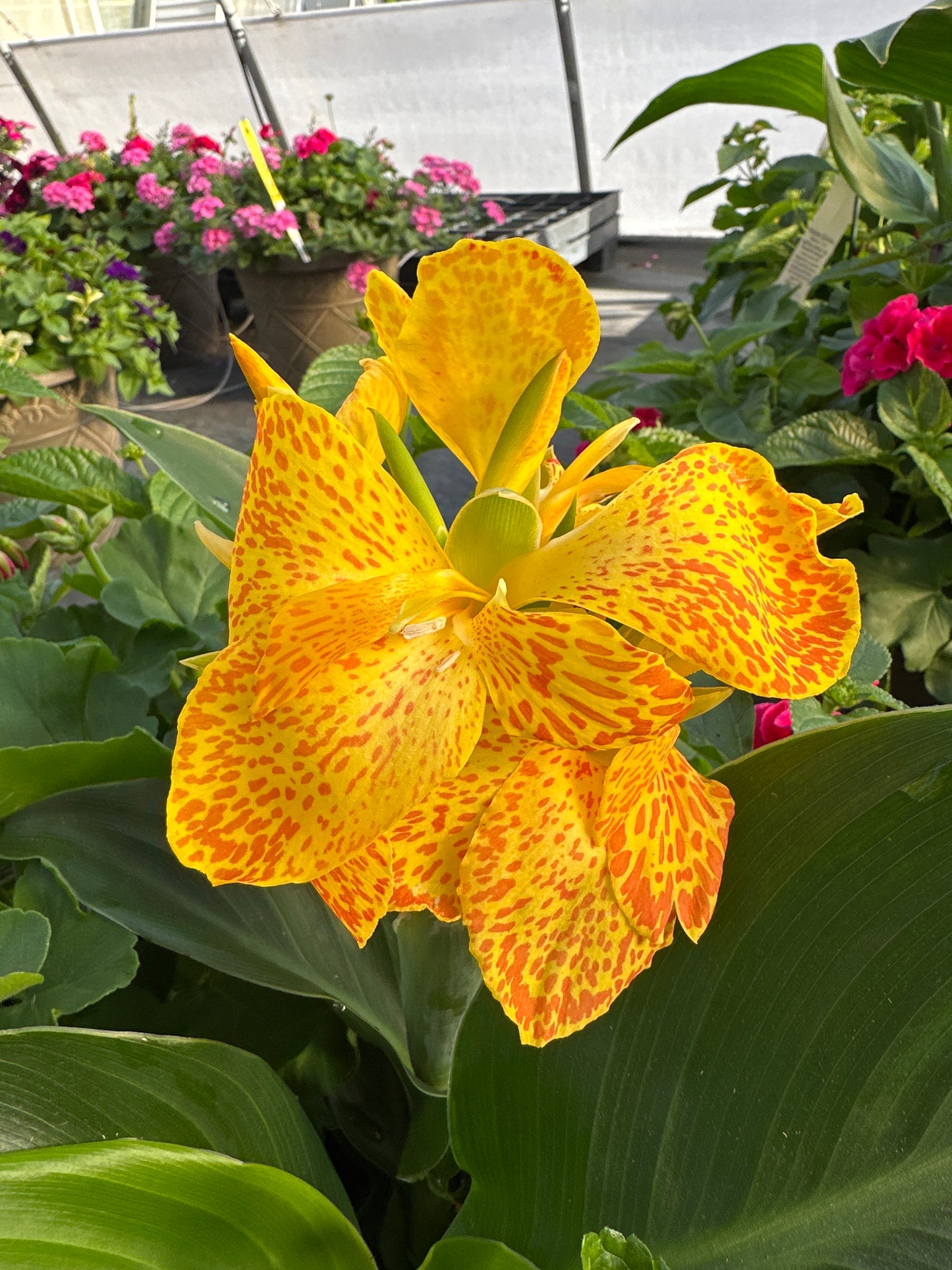 CANNA CANNOVA GOLD LEOPARD - QUART POT