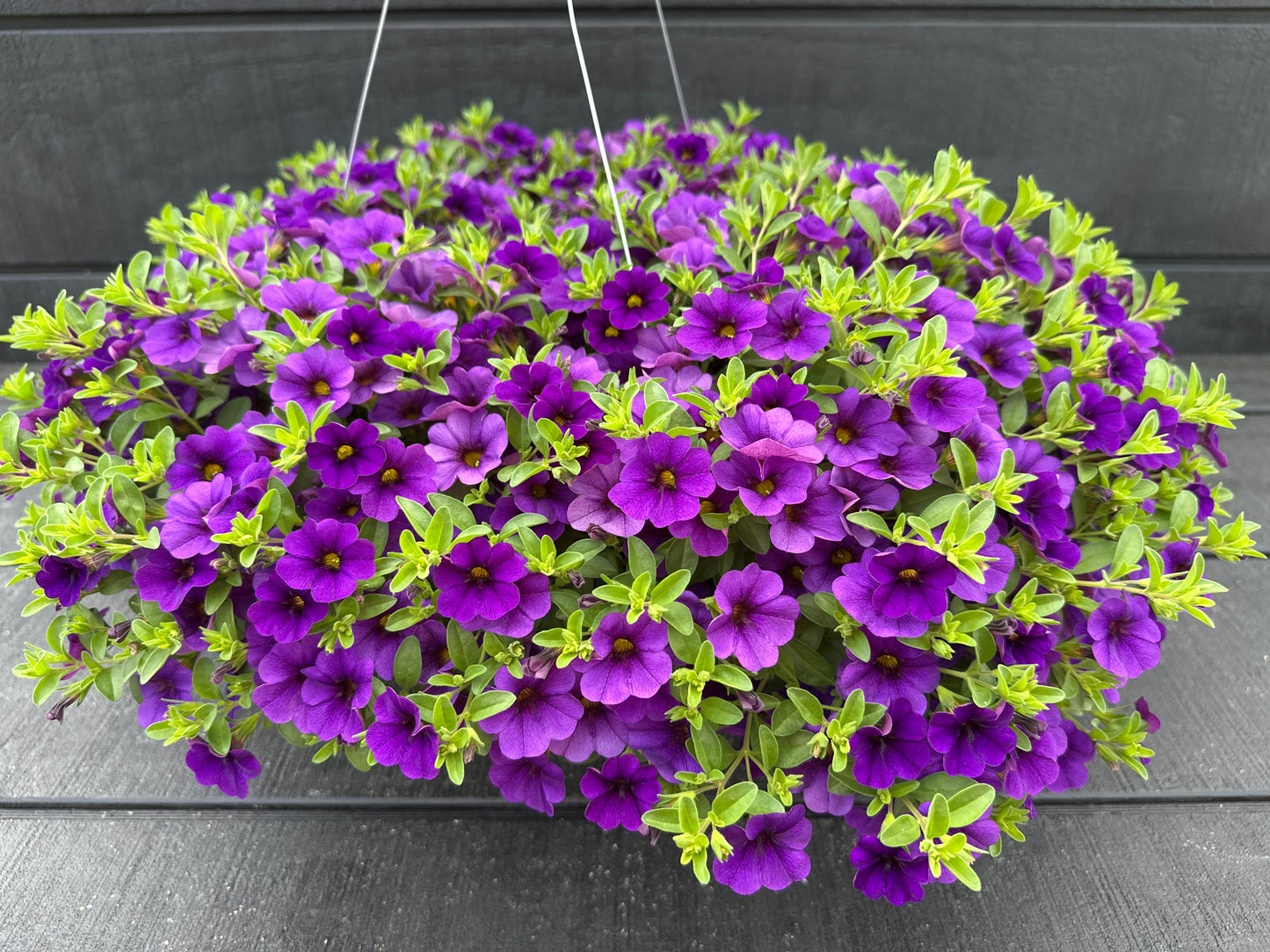 CALIBRACHOA CABARET DEEP BLUE - 10'' HANGING BASKET