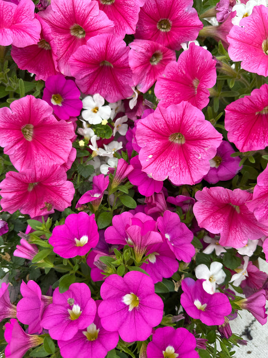 COMBO ROSE EVERYDAY - 6" POT