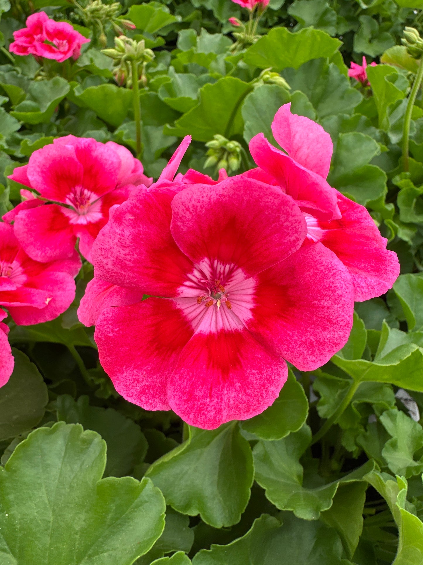 GERANIUM CALLIOPE MEDIUM ROSE MEGA SPLASH - 4" POT
