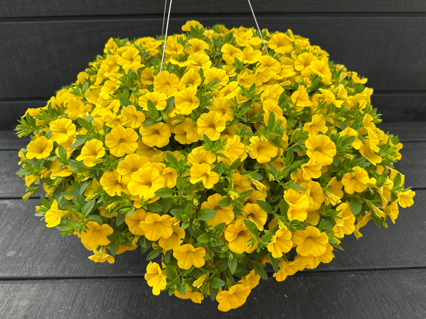 CALIBRACHOA CABARET DEEP YELLOW - 10'' HANGING BASKET