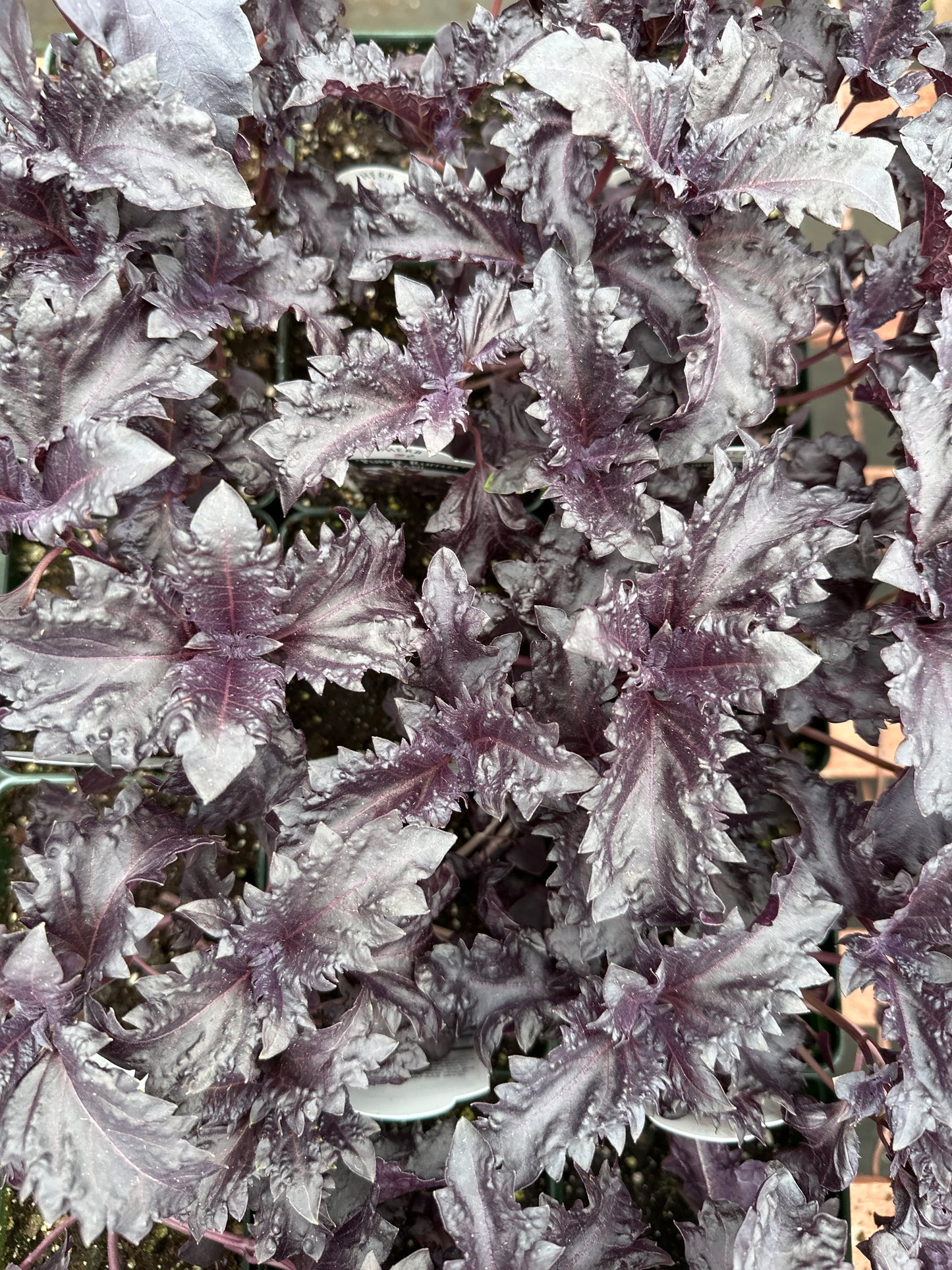 BASIL PURPLE RUFFLES OCIMUM BASILICUM