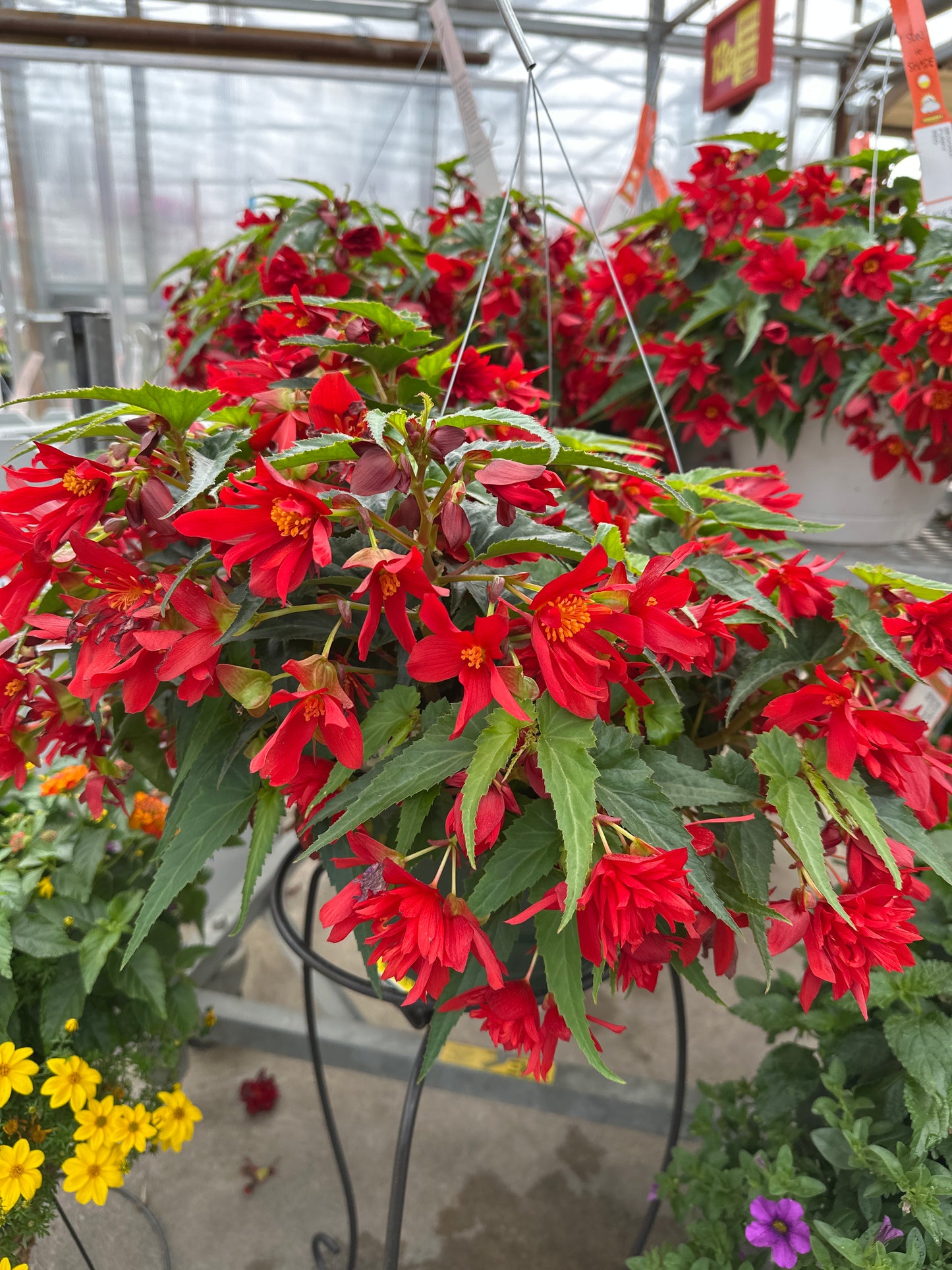 BEGONIA FUNKY RED - 10'' HANGING BASKET