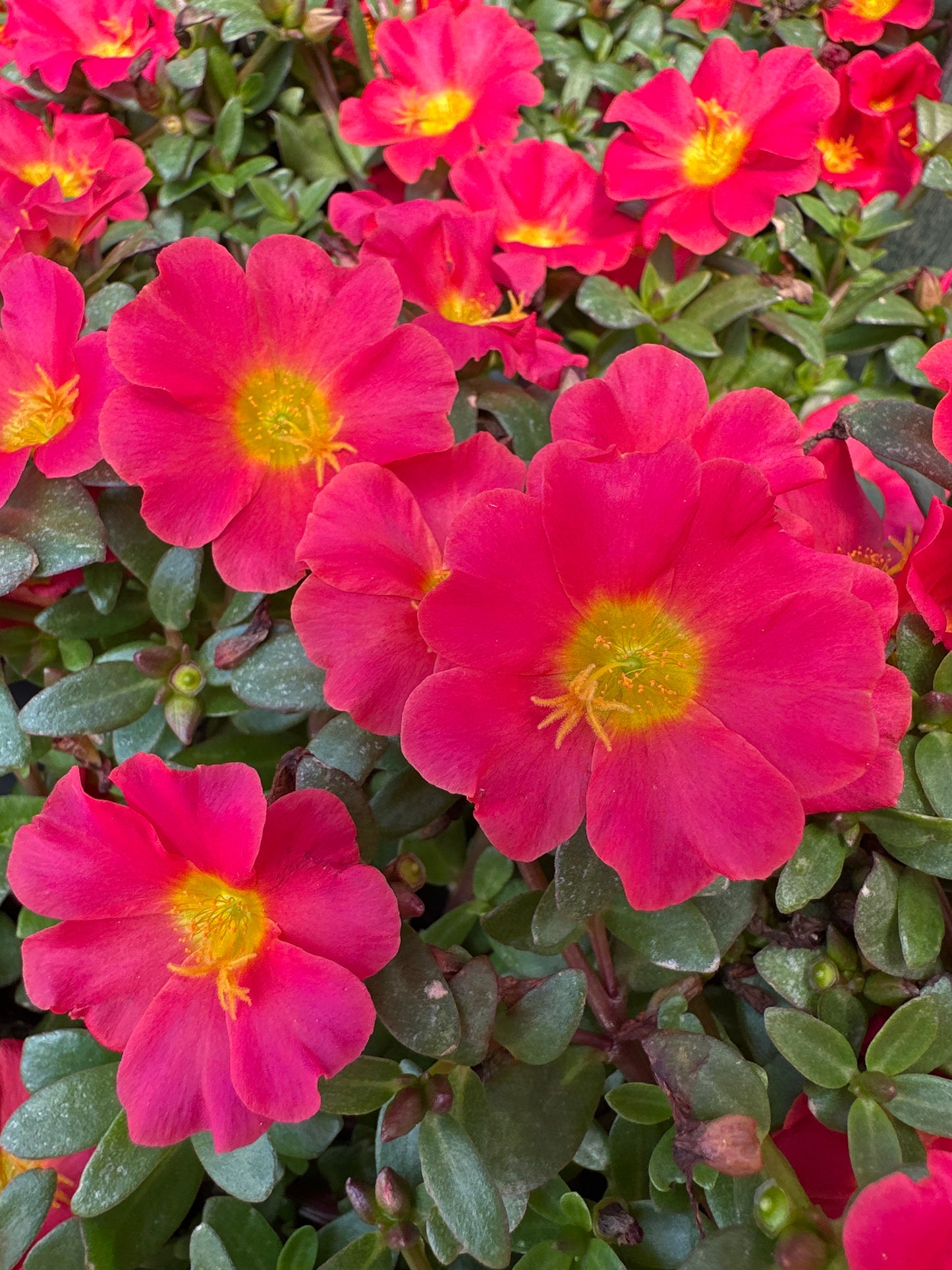 PORTULACA MEGA PAZZAZ RED - 4" POT