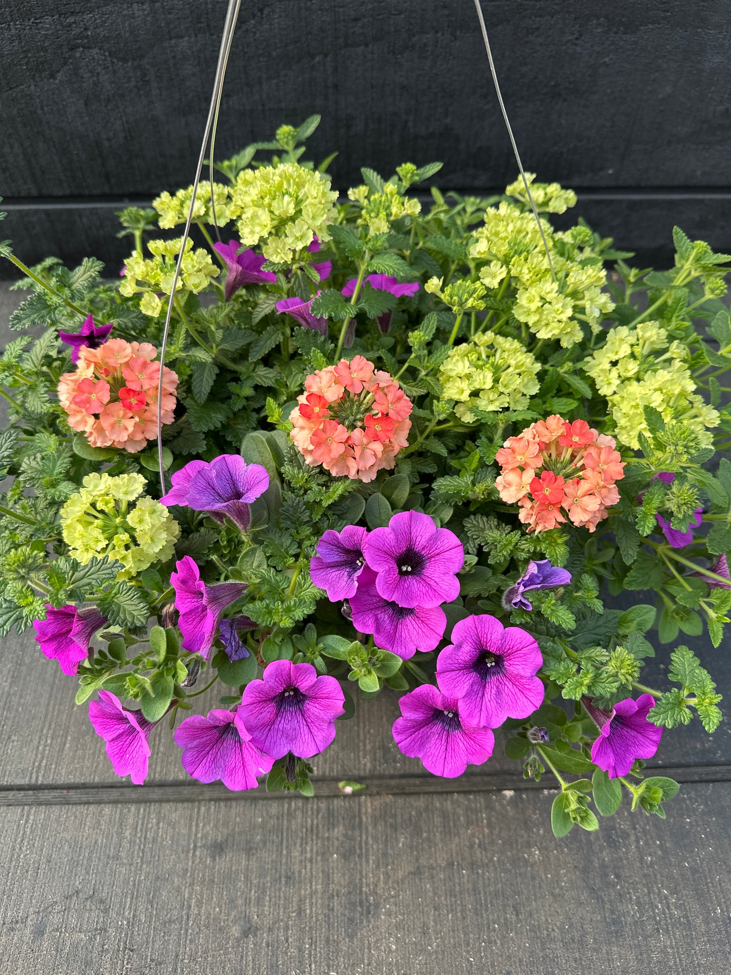 COMBO MAI TAI - 10'' HANGING BASKET
