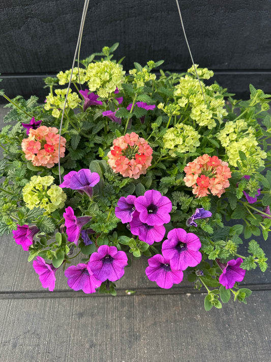COMBO MAI TAI - 10'' HANGING BASKET