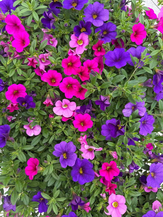 COMBO SWEET MELODY - 6" POT