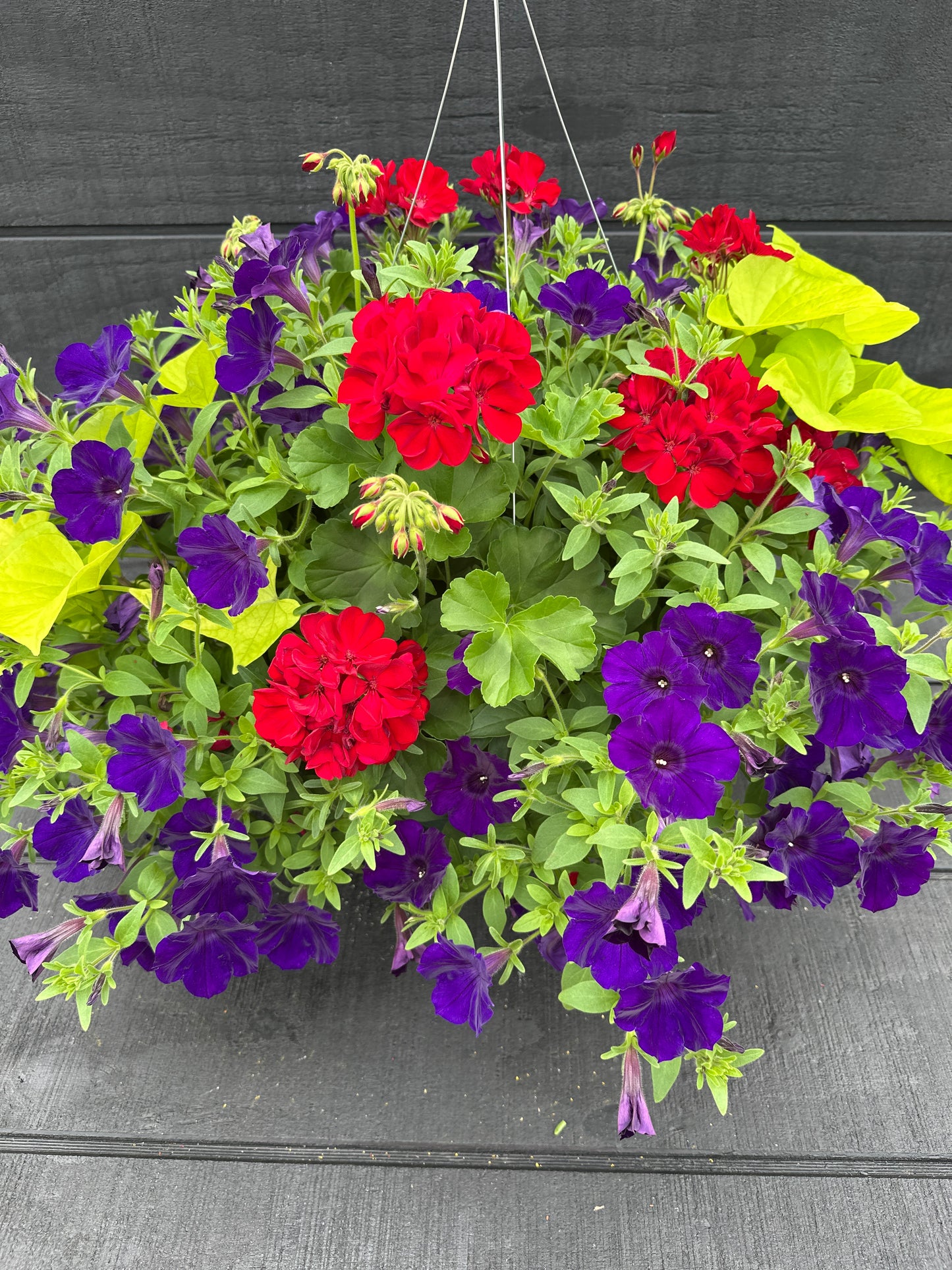 BASKET #67 - 12" HANGING BASKET