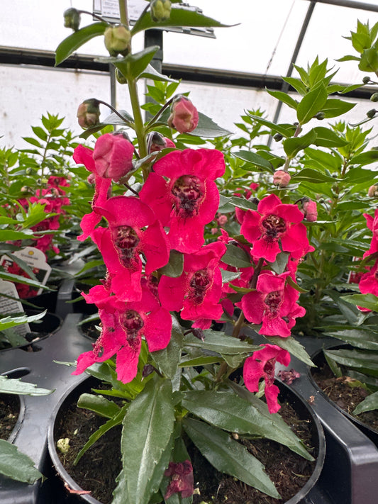 ANGELONIA ARCHANGEL CHERRY RED - 4'' POT