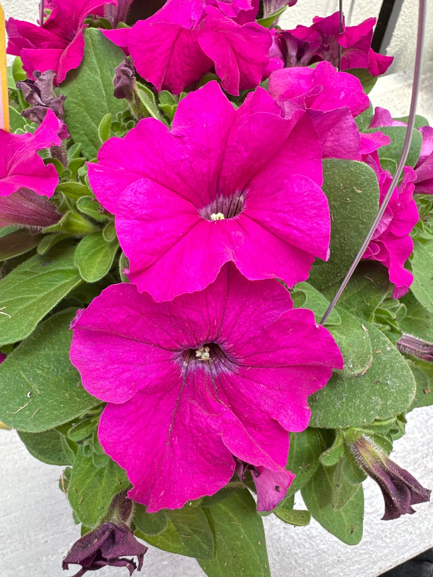 PETUNIA PRETTY GRAND PURPLE - 8" HANGING BASKET