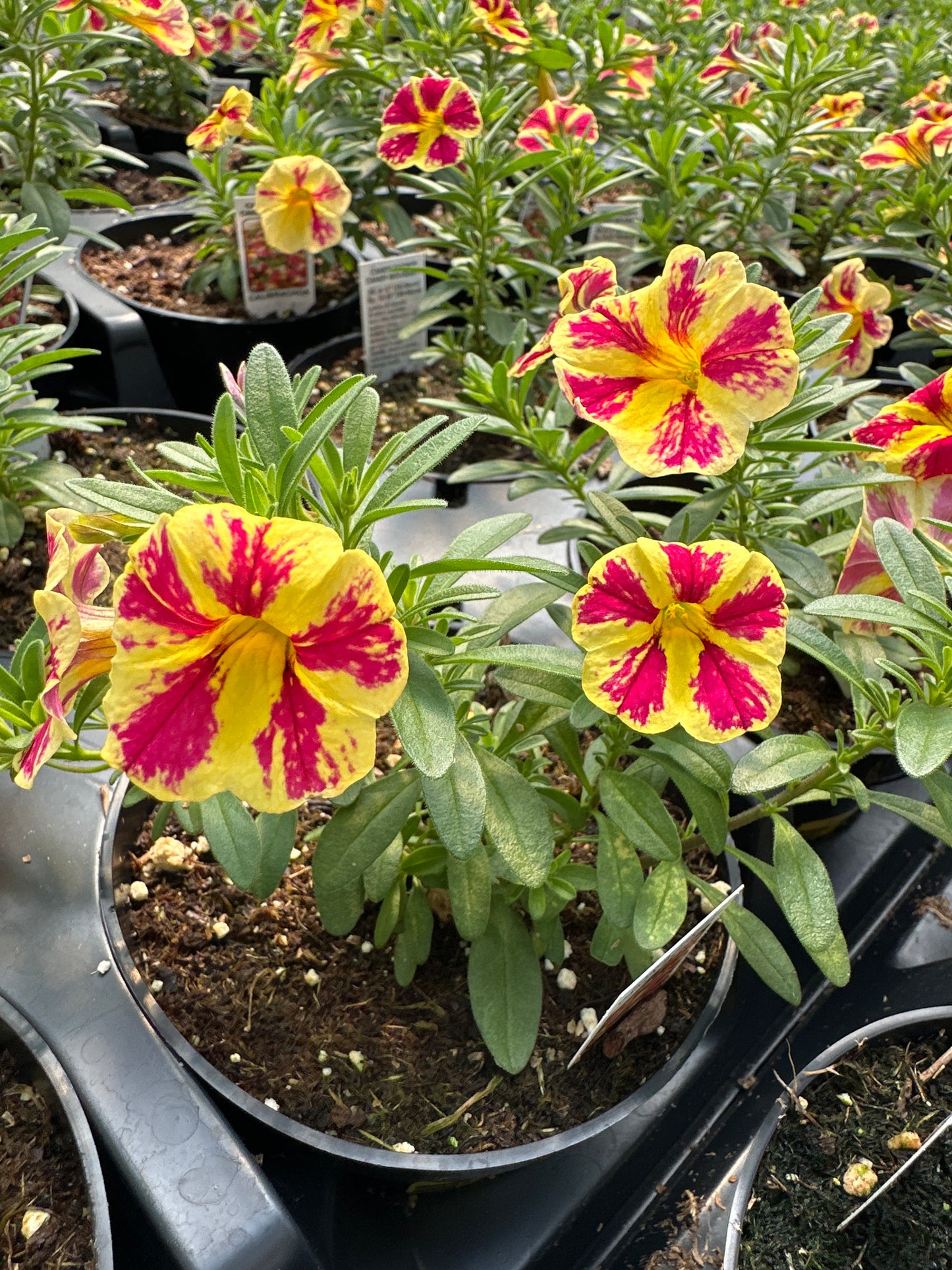 CALIBRACHOA CANDY SHOP CANDY BOQUET - 4'' POT