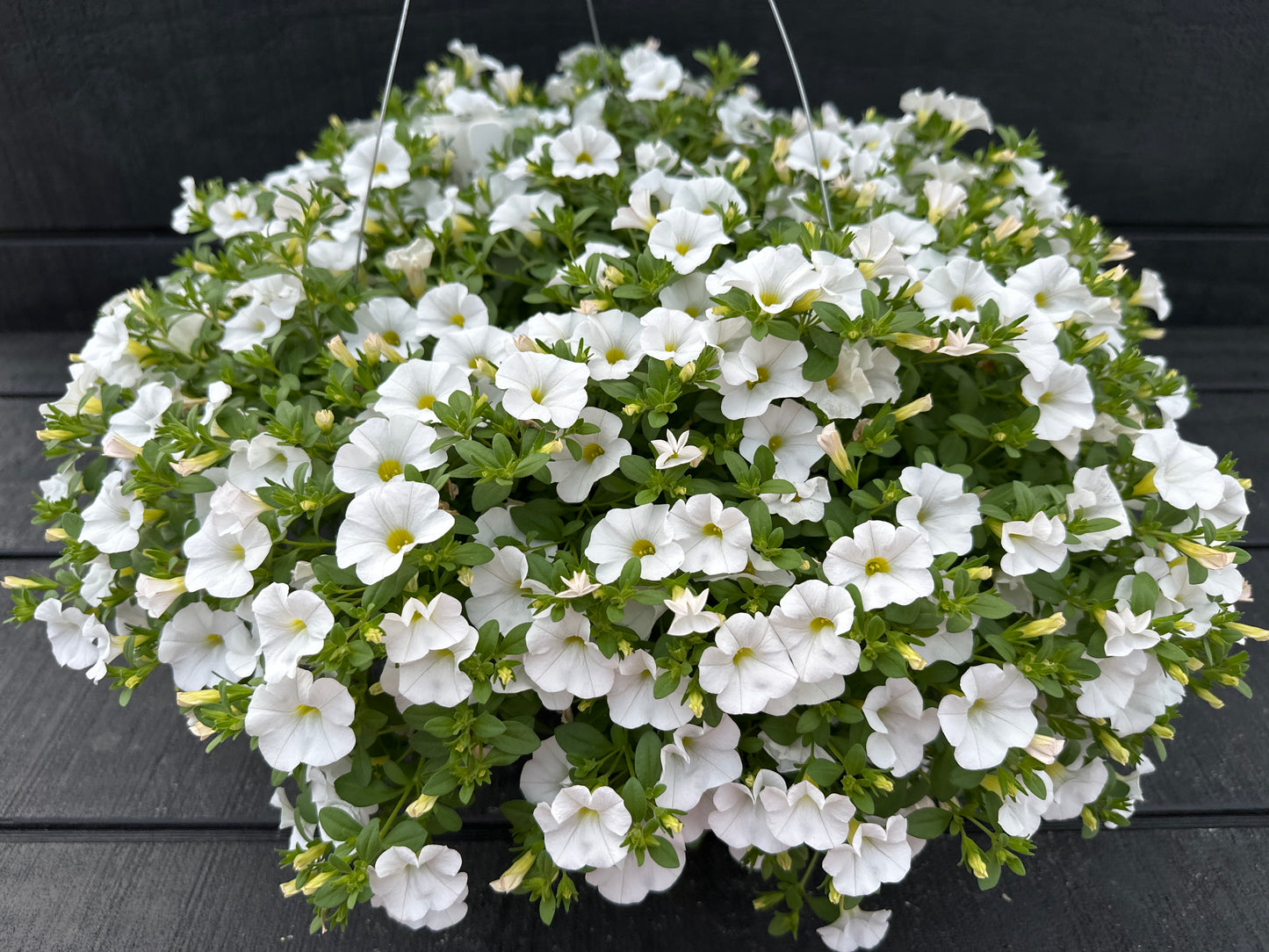 CALIBRACHOA CABARET WHITE - 10" HANGING BASKET